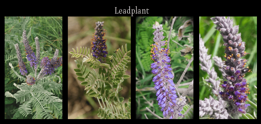leadplant