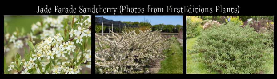 low maintenance shrubs