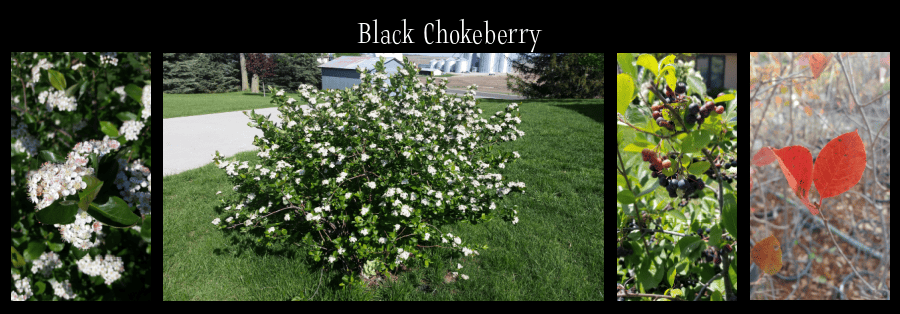 black chokeberry