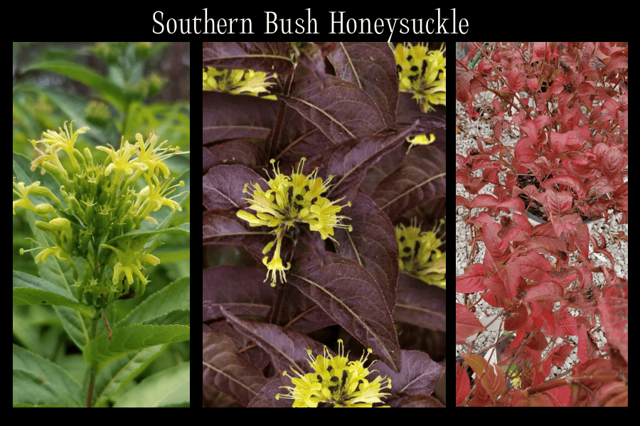 southern bush honeysuckle