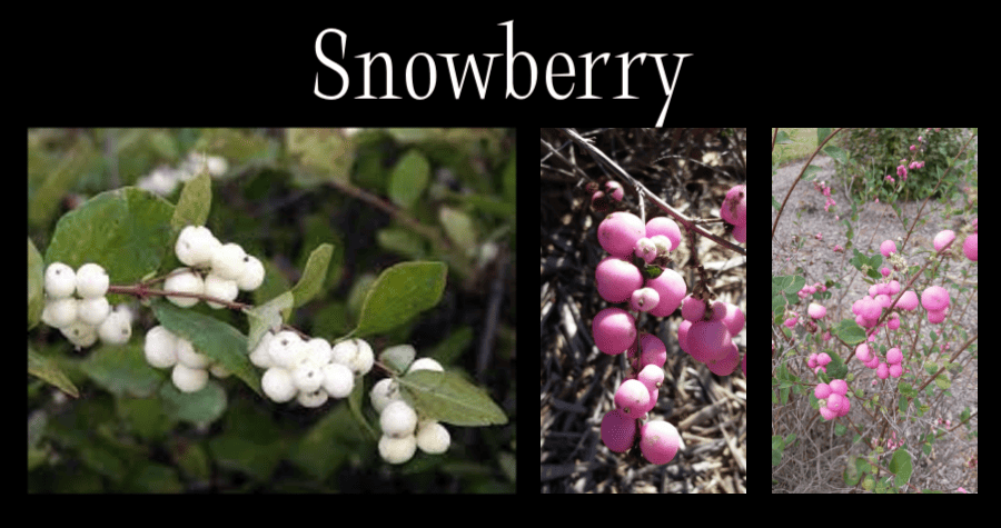 snowberry