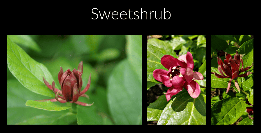 sweetshrub