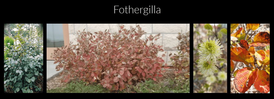 low maintenance shrubs 