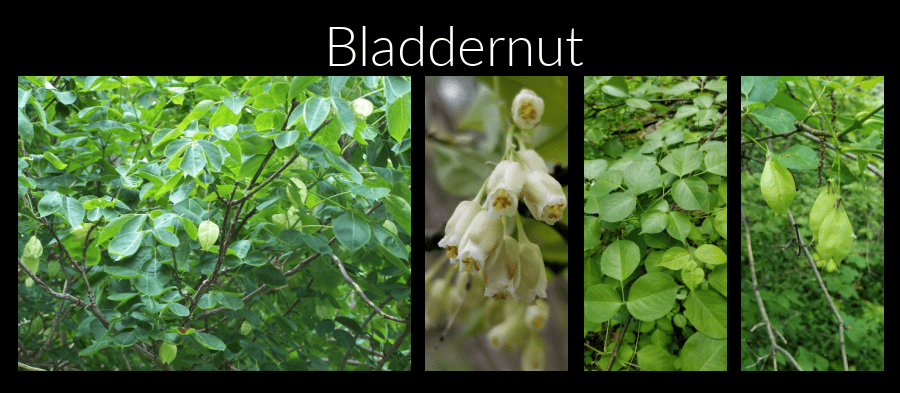bladdernut