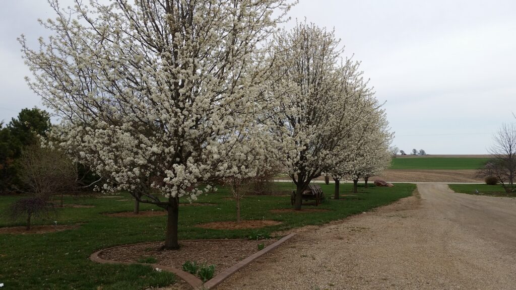 callery pear in bloom