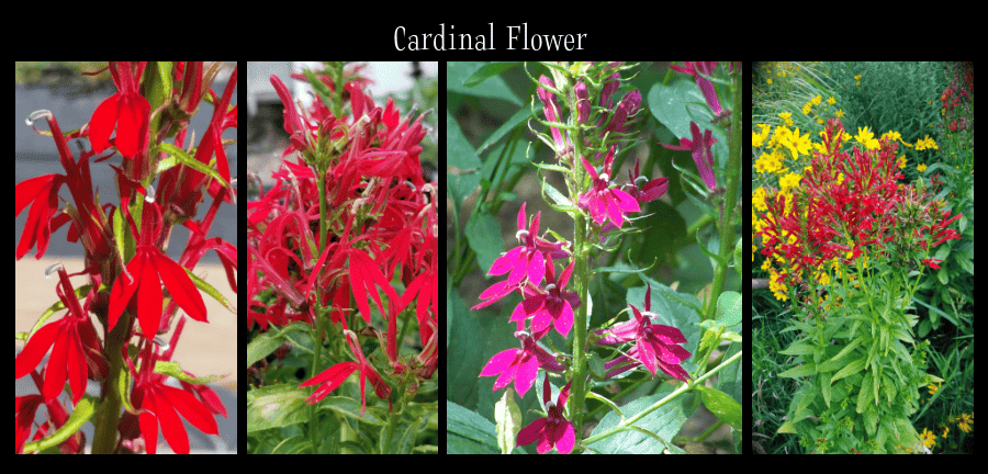 cardinal flower