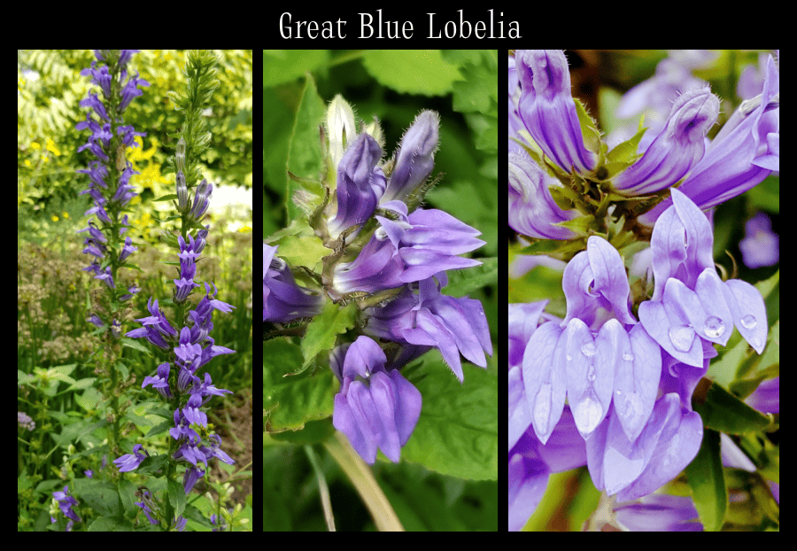 great blue lobelia