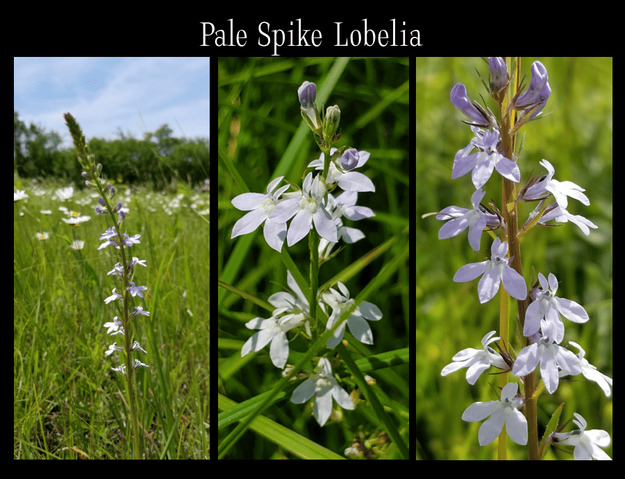 pale spike lobelia
