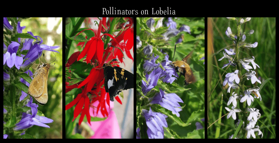 pollinators