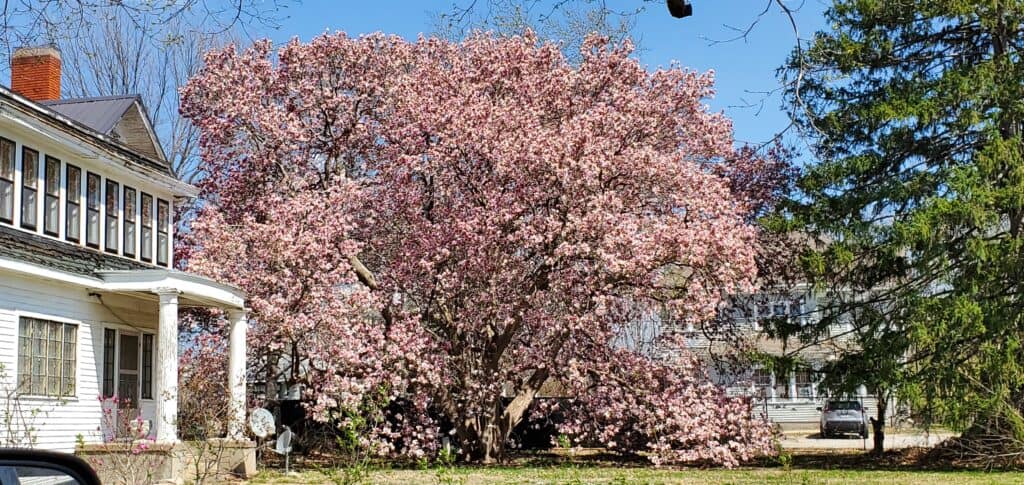Nebraska State Champion saucer magnolia