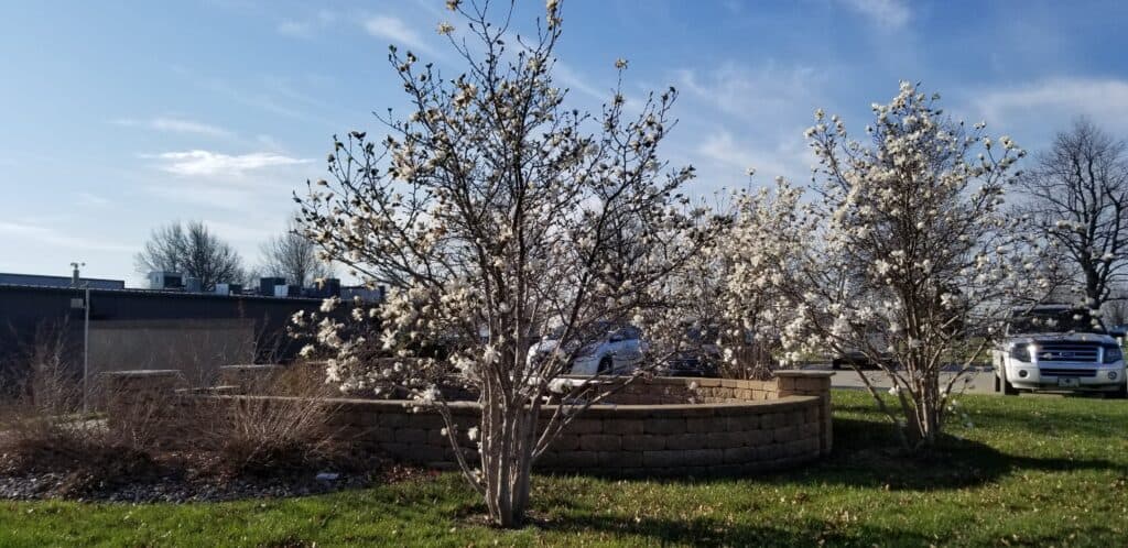 spring flowering trees - star magnolia