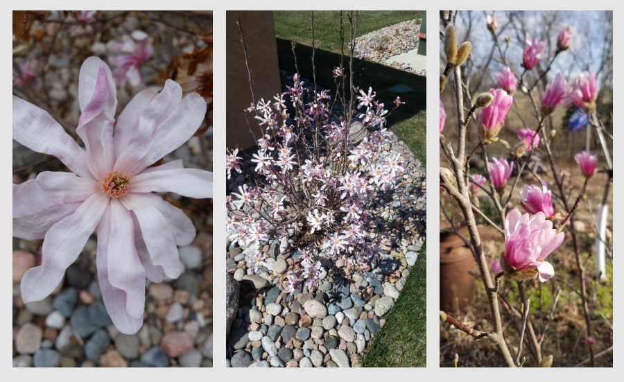 spring flowering trees - Leonard Messel magnolia