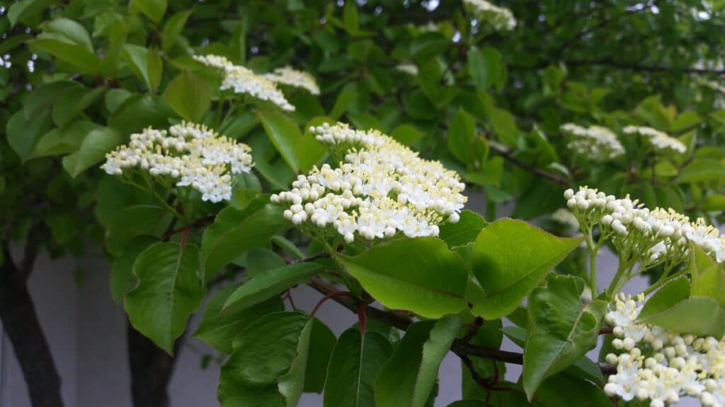 spring flowering trees - pagoda dogwood
