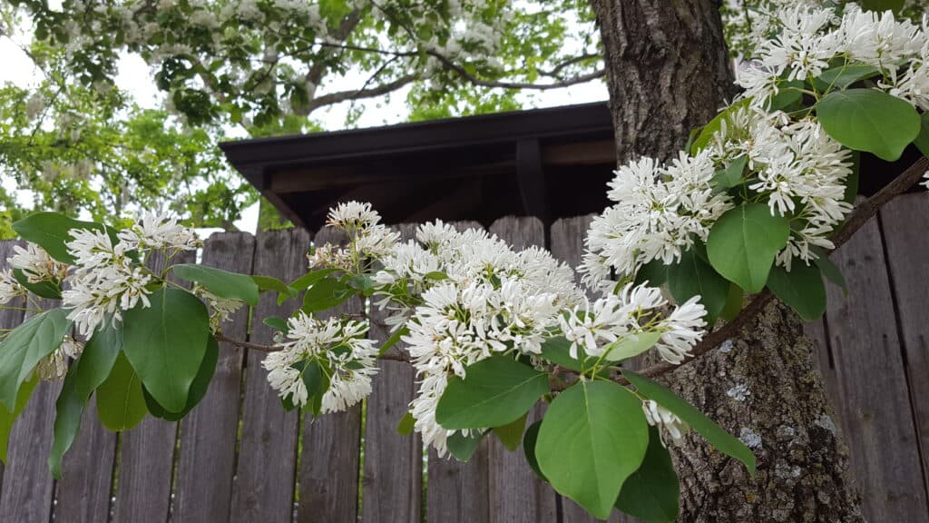 white fringetree