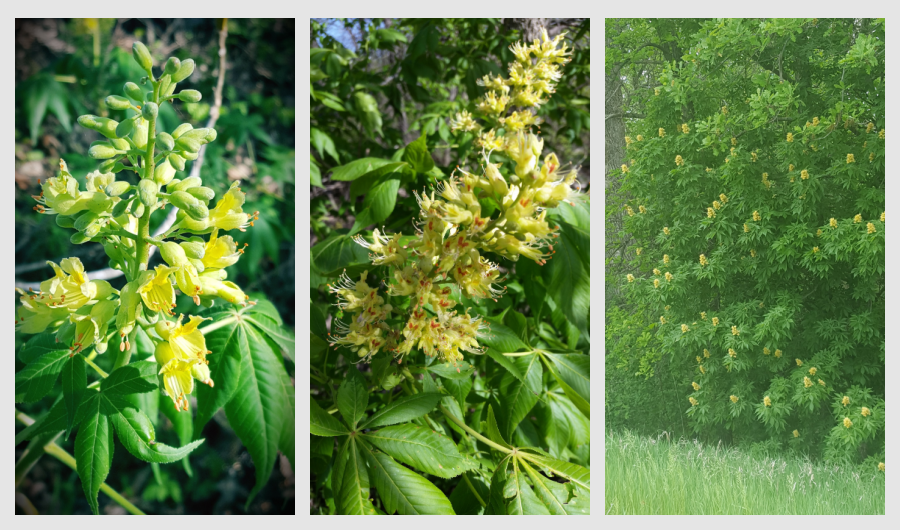 spring flowering trees - Ohio buckeye