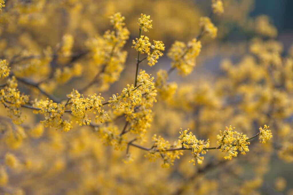 Cornelian cherry dogwood