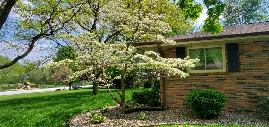 white flowering dogwood