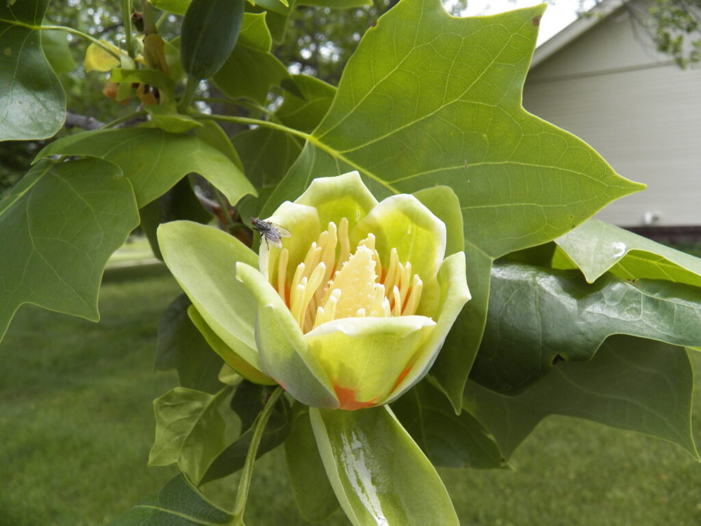 spring flowering trees - tuliptrees