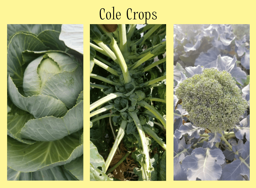 cole crops