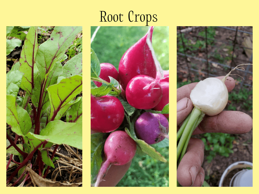 fall garden root crops