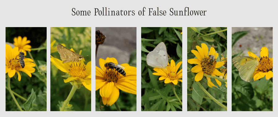 pollinators of false sunflower