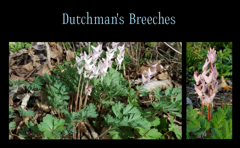 shade plants - Dutchman's breeches