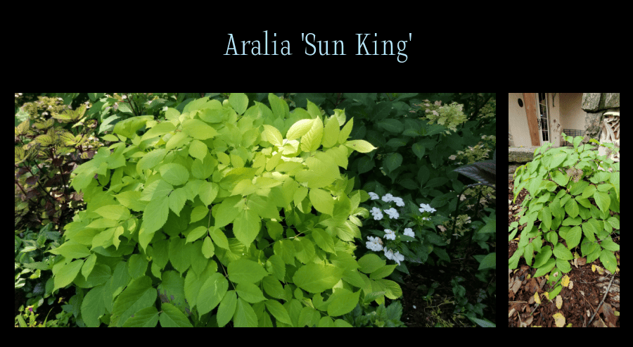 Aralia 'Sun King'