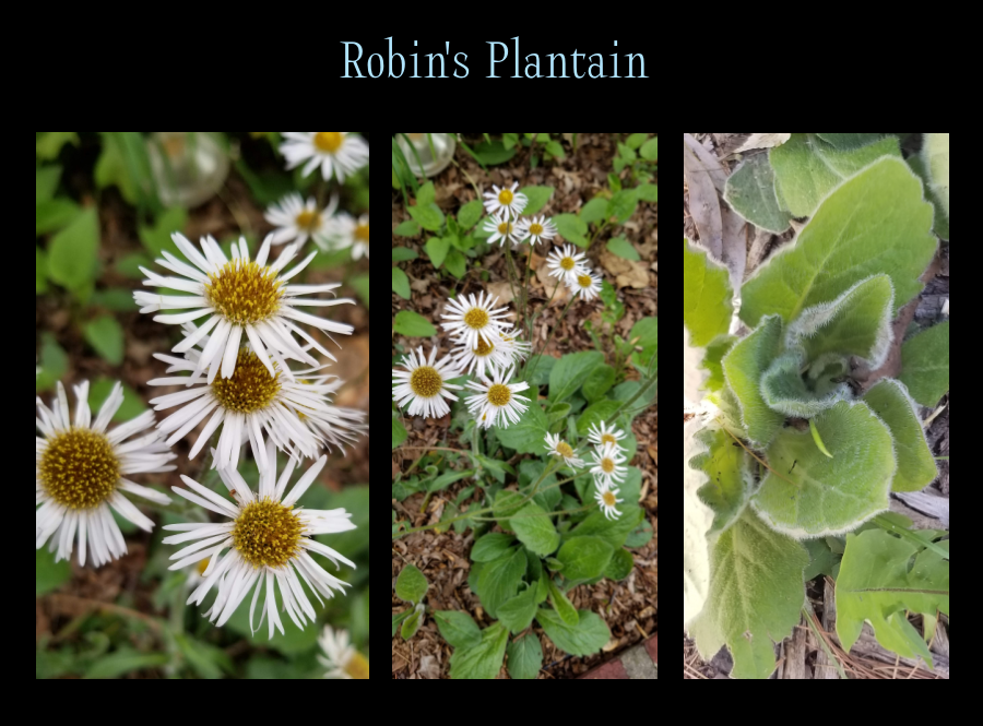 shade plants - Robin's Plantain