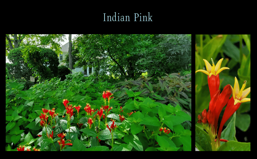 Indian Pink