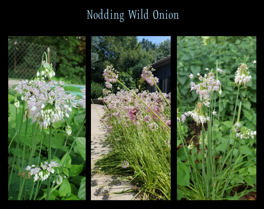 Nodding Wild Onion