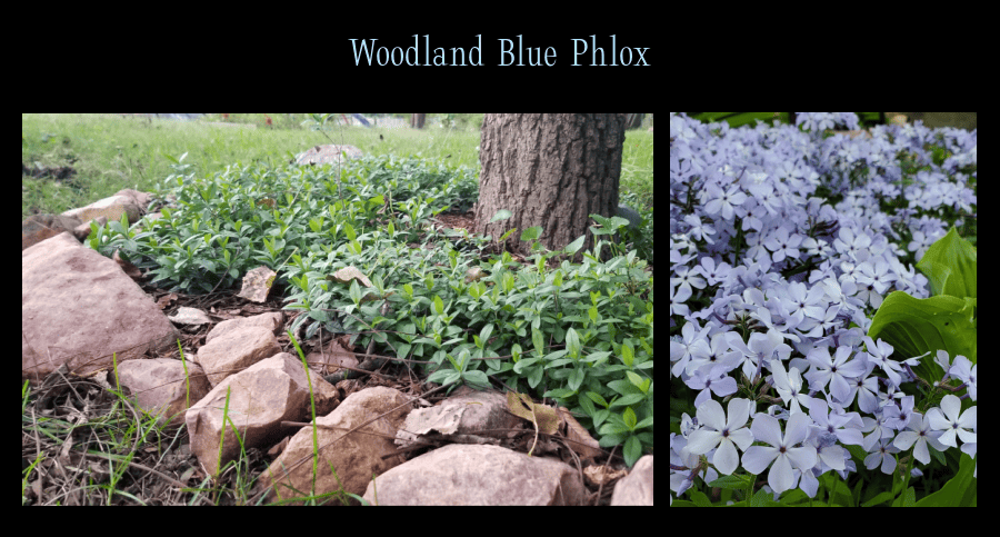 woodland blue phlox