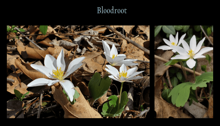 bloodroot