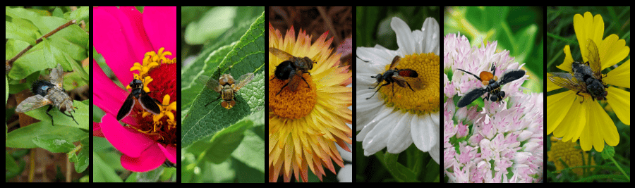 tachinid flies in the garden