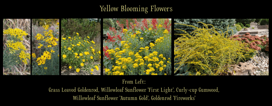 yellow blooming fall flowers