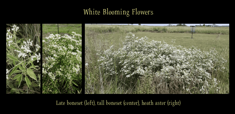 white fall blooming flowers