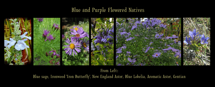 blue and purple fall flowers