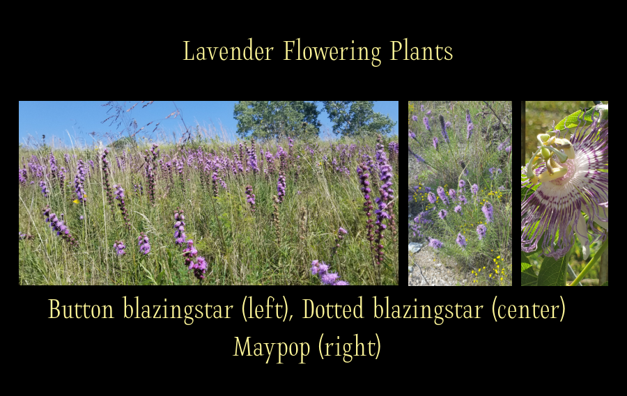 lavender colored fall blooming flowers