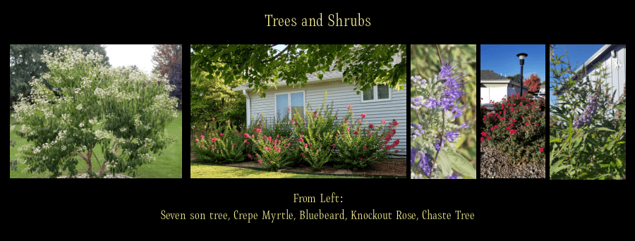 trees and shrubs for sun