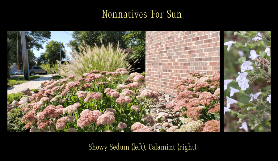 nonnative perennials for sun