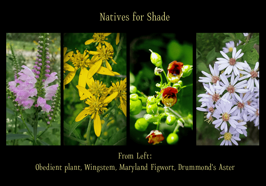 natives for shade