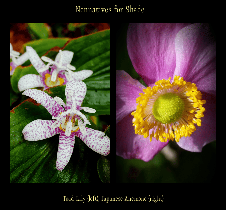 nonnative fall blooming flowers for shade