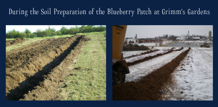 blueberry soil preparation
