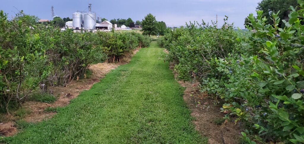 blueberries at Grimm's Gardens