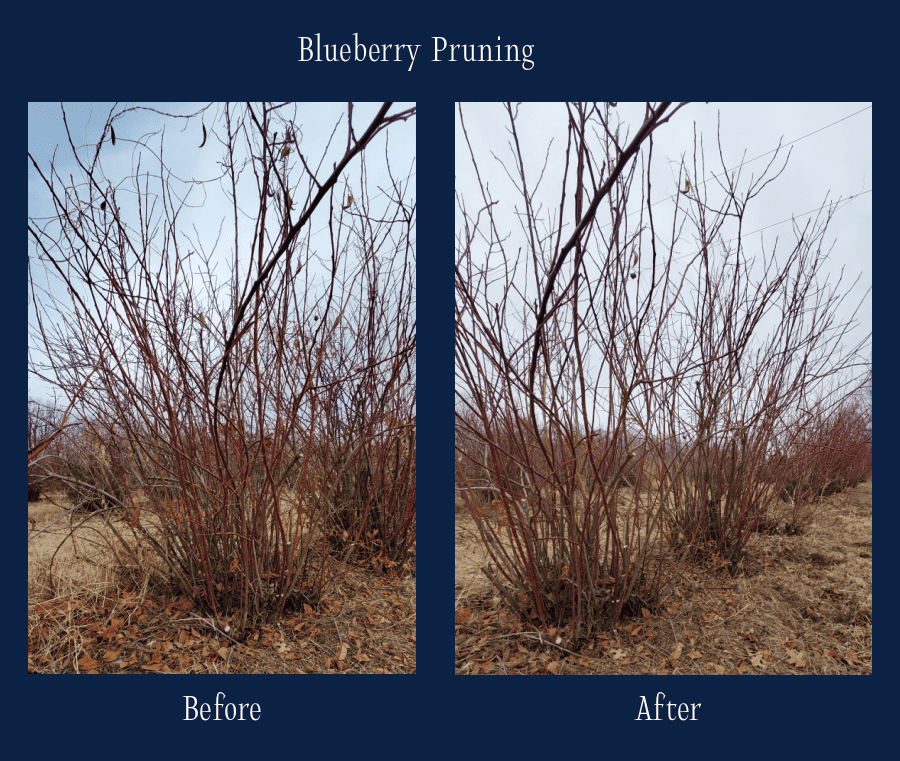pruning blueberries