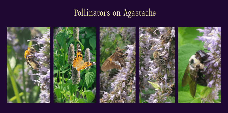 pollinators of agastache
