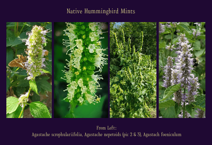 native hummingbird mints