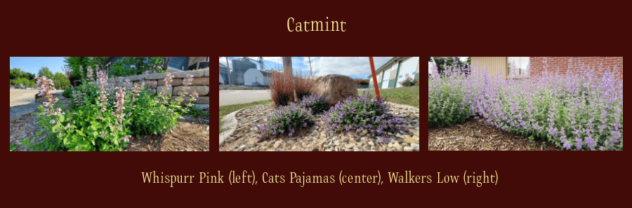 catmints are heat loving perennials