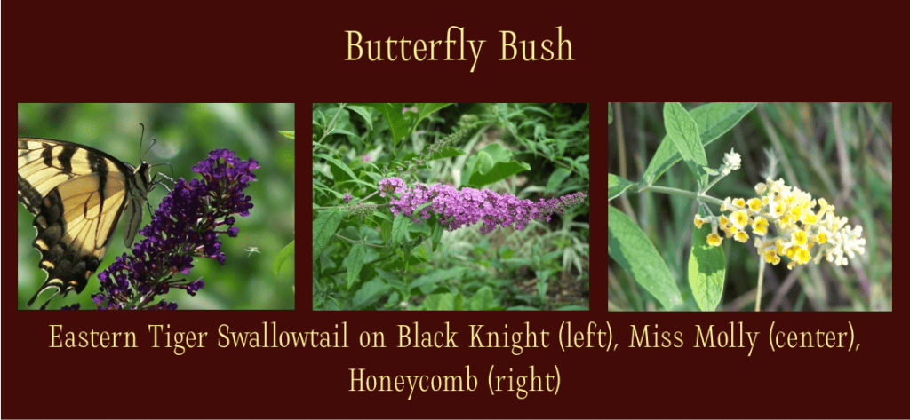 butterfly bush