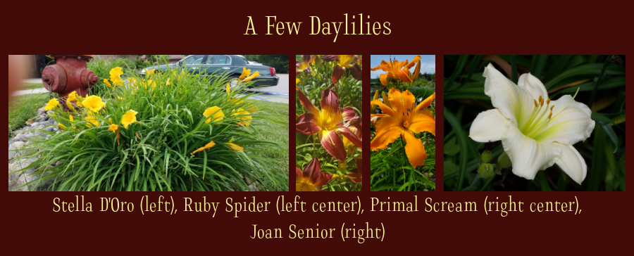 daylilies