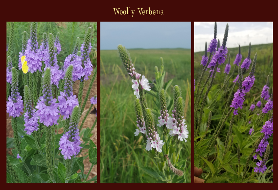 woolly verbena
